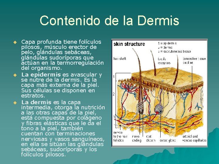 Contenido de la Dermis u u u Capa profunda tiene folículos pilosos, músculo erector