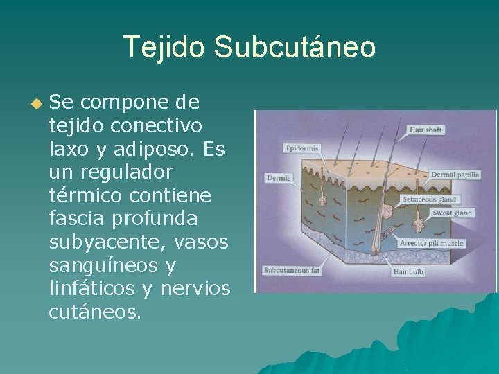 Tejido Subcutáneo u Se compone de tejido conectivo laxo y adiposo. Es un regulador