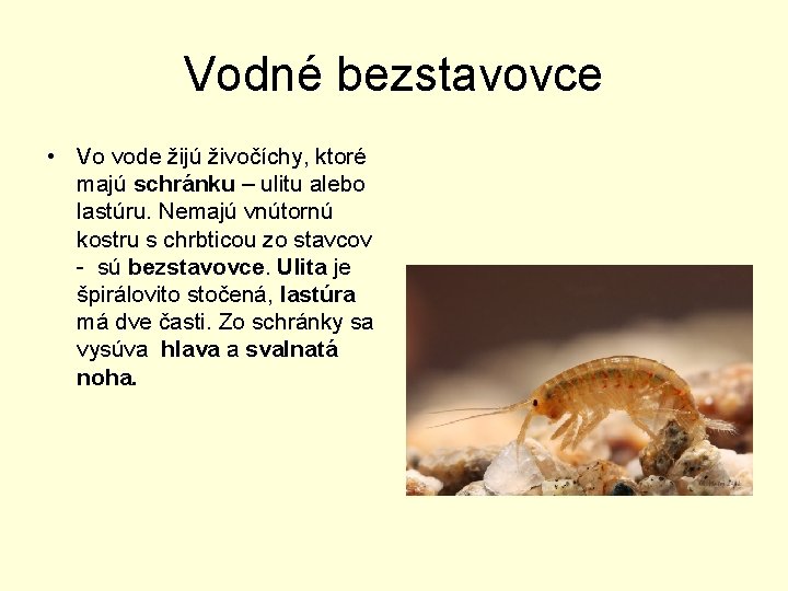 Vodné bezstavovce • Vo vode žijú živočíchy, ktoré majú schránku – ulitu alebo lastúru.