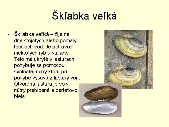 Škľabka veľká • Škľabka veľká – žije na dne stojatých alebo pomaly tečúcich vôd.