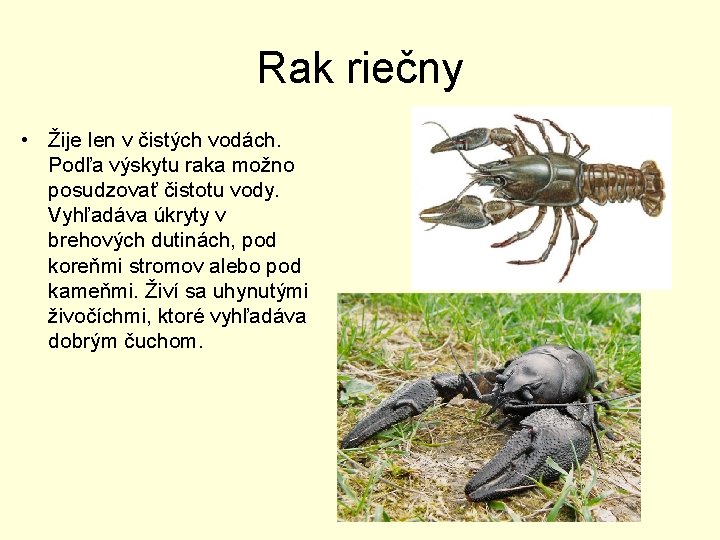 Rak riečny • Žije len v čistých vodách. Podľa výskytu raka možno posudzovať čistotu