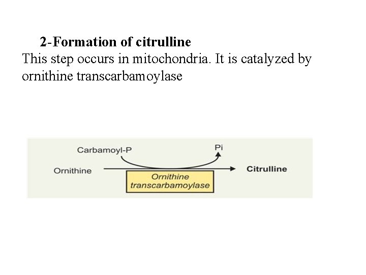 2 -Formation of citrulline This step occurs in mitochondria. It is catalyzed by ornithine