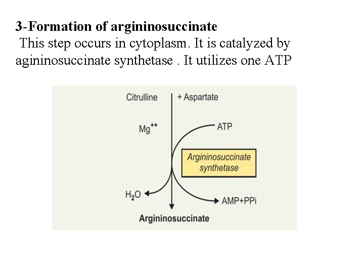 3 -Formation of argininosuccinate This step occurs in cytoplasm. It is catalyzed by agininosuccinate