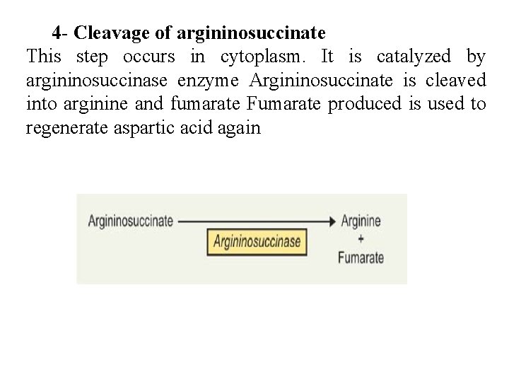 4 - Cleavage of argininosuccinate This step occurs in cytoplasm. It is catalyzed by