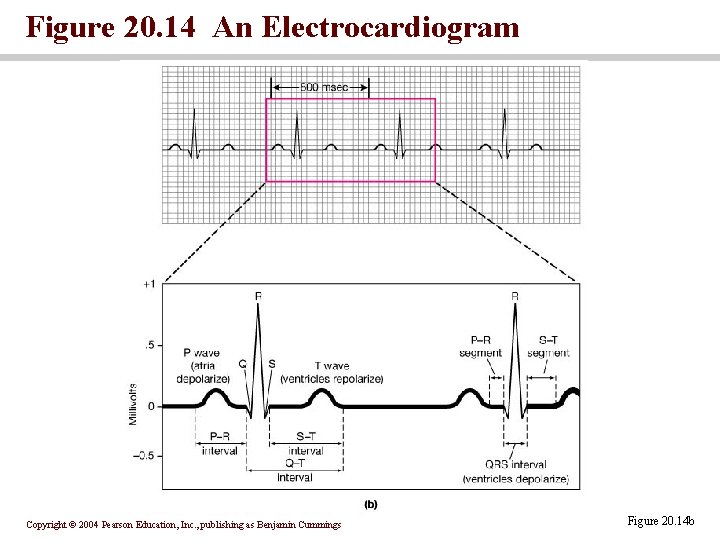 Figure 20. 14 An Electrocardiogram Copyright © 2004 Pearson Education, Inc. , publishing as