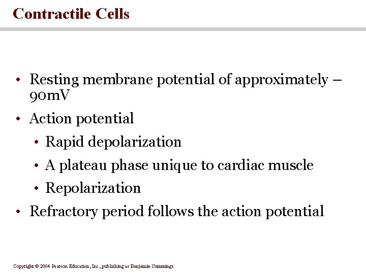 Contractile Cells • Resting membrane potential of approximately – 90 m. V • Action