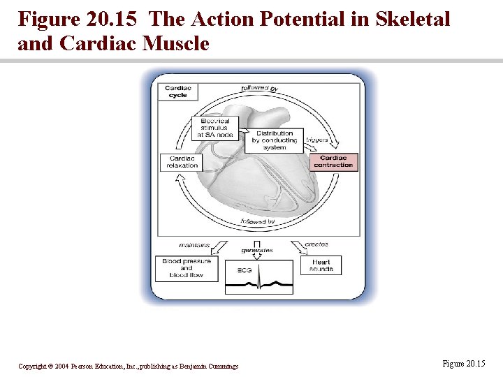 Figure 20. 15 The Action Potential in Skeletal and Cardiac Muscle Copyright © 2004