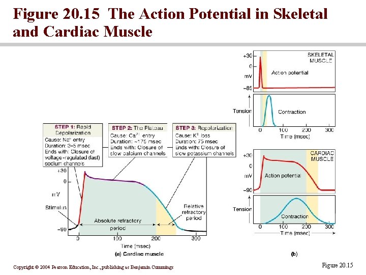 Figure 20. 15 The Action Potential in Skeletal and Cardiac Muscle Copyright © 2004