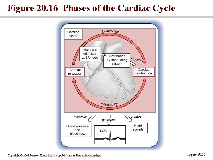 Figure 20. 16 Phases of the Cardiac Cycle Copyright © 2004 Pearson Education, Inc.