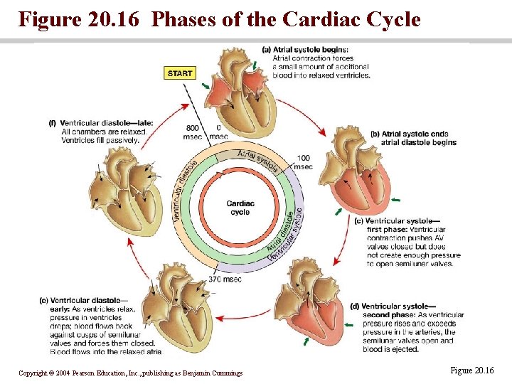Figure 20. 16 Phases of the Cardiac Cycle Copyright © 2004 Pearson Education, Inc.