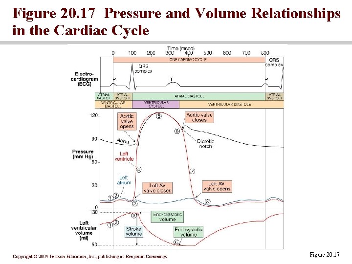 Figure 20. 17 Pressure and Volume Relationships in the Cardiac Cycle Copyright © 2004