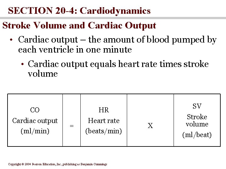 SECTION 20 -4: Cardiodynamics Stroke Volume and Cardiac Output • Cardiac output – the