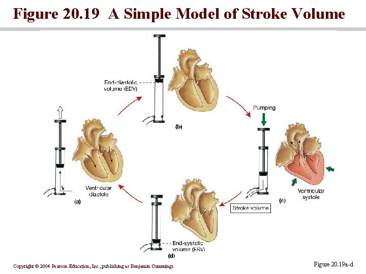 Figure 20. 19 A Simple Model of Stroke Volume Copyright © 2004 Pearson Education,