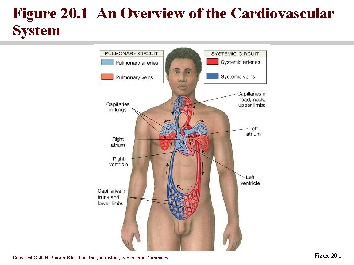 Figure 20. 1 An Overview of the Cardiovascular System Copyright © 2004 Pearson Education,