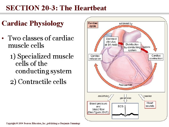 SECTION 20 -3: The Heartbeat Cardiac Physiology • Two classes of cardiac muscle cells