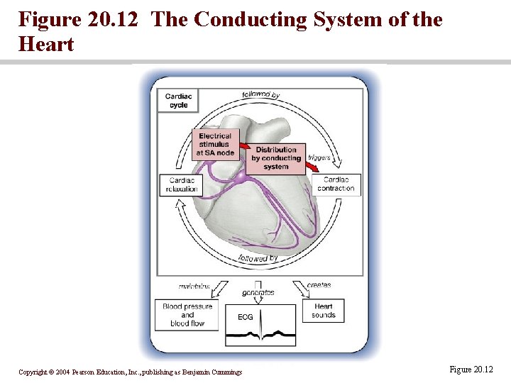 Figure 20. 12 The Conducting System of the Heart Copyright © 2004 Pearson Education,