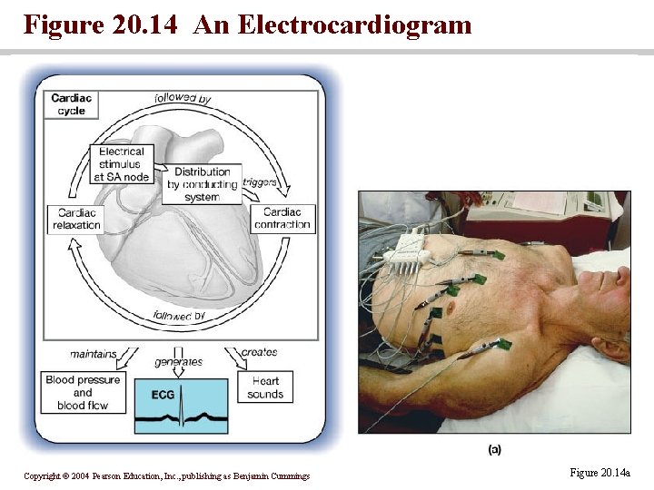 Figure 20. 14 An Electrocardiogram Copyright © 2004 Pearson Education, Inc. , publishing as