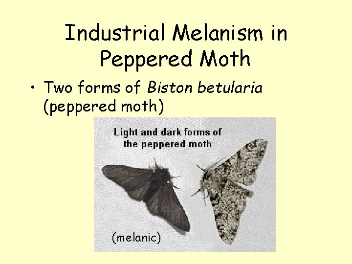 Industrial Melanism in Peppered Moth • Two forms of Biston betularia (peppered moth) (melanic)