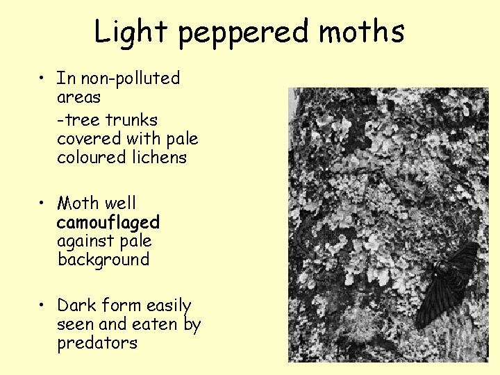 Light peppered moths • In non-polluted areas -tree trunks covered with pale coloured lichens