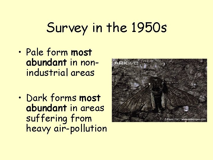 Survey in the 1950 s • Pale form most abundant in nonindustrial areas •