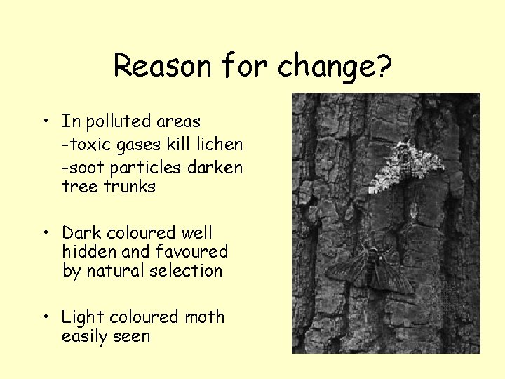 Reason for change? • In polluted areas -toxic gases kill lichen -soot particles darken
