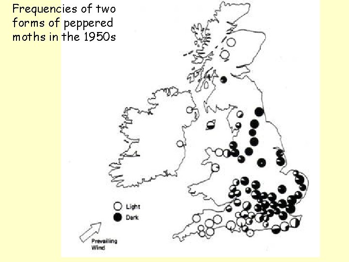 Frequencies of two forms of peppered moths in the 1950 s 