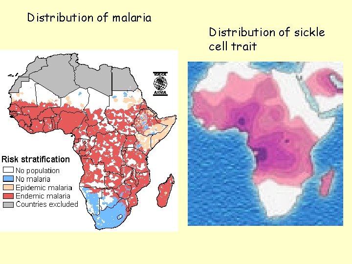 Distribution of malaria Distribution of sickle cell trait 