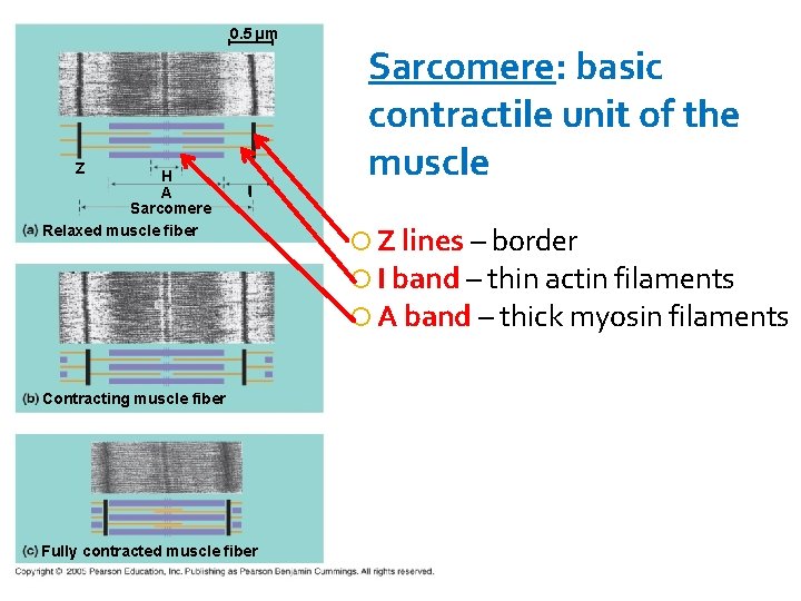 0. 5 µm Z H A Sarcomere Relaxed muscle fiber I Contracting muscle fiber