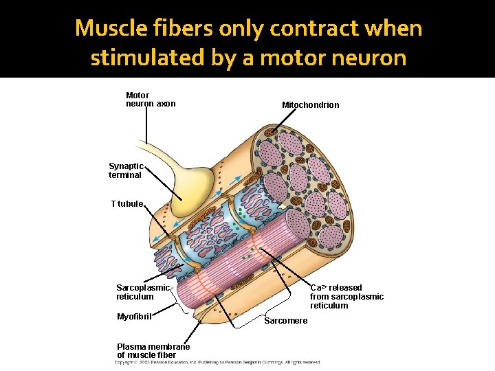 Muscle fibers only contract when stimulated by a motor neuron Motor neuron axon Mitochondrion