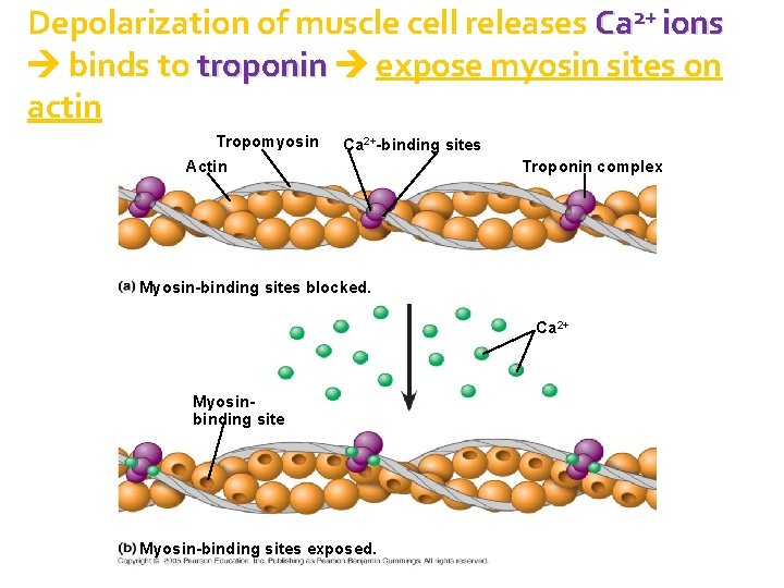 Depolarization of muscle cell releases Ca 2+ ions binds to troponin expose myosin sites