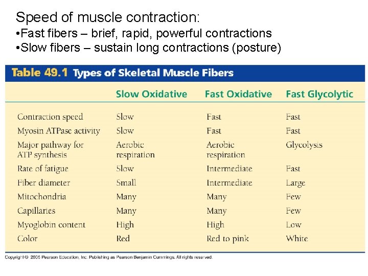 Speed of muscle contraction: • Fast fibers – brief, rapid, powerful contractions • Slow