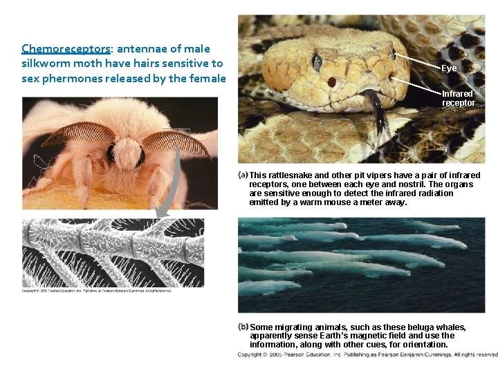 Chemoreceptors: antennae of male silkworm moth have hairs sensitive to sex phermones released by
