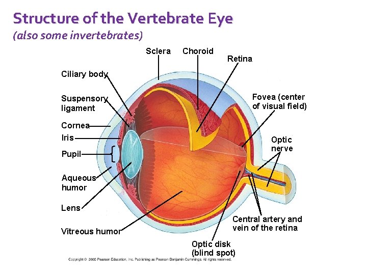 Structure of the Vertebrate Eye (also some invertebrates) Sclera Choroid Retina Ciliary body Fovea