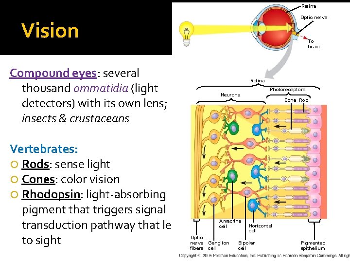 Retina Optic nerve Vision Compound eyes: several thousand ommatidia (light detectors) with its own