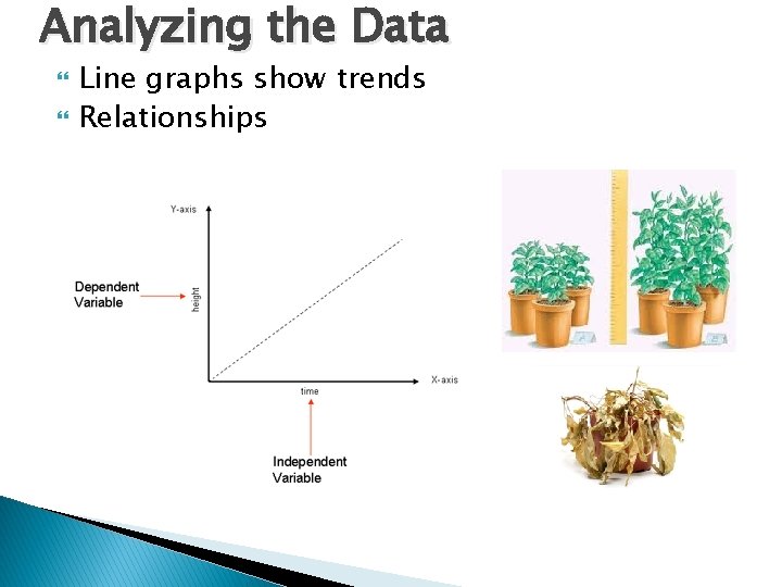 Analyzing the Data Line graphs show trends Relationships 