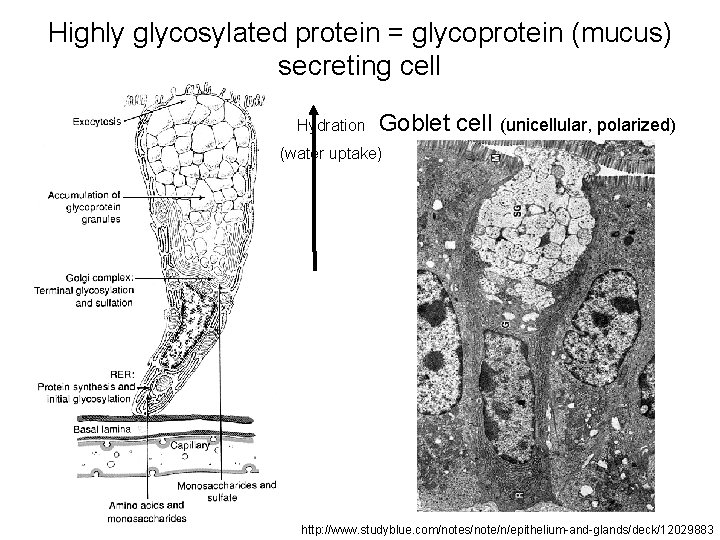 Highly glycosylated protein = glycoprotein (mucus) secreting cell Hydration Goblet cell (unicellular, polarized) (water