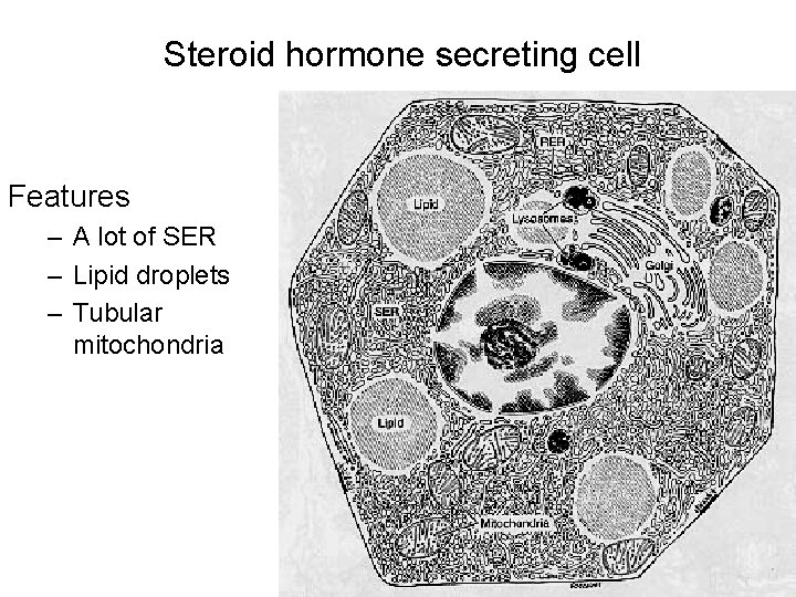 Steroid hormone secreting cell Features – A lot of SER – Lipid droplets –