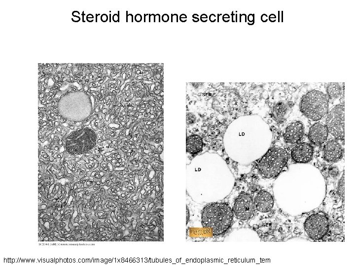 Steroid hormone secreting cell http: //www. visualphotos. com/image/1 x 8466313/tubules_of_endoplasmic_reticulum_tem 