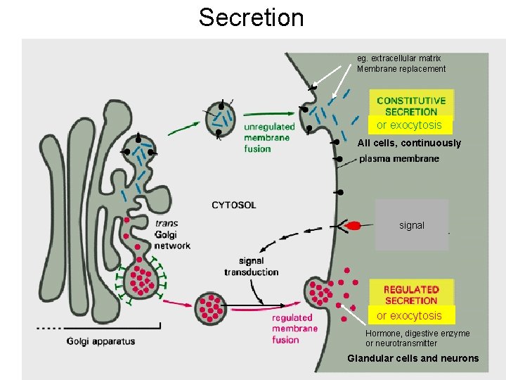 Secretion eg. extracellular matrix Membrane replacement or exocytosis All cells, continuously signal or exocytosis