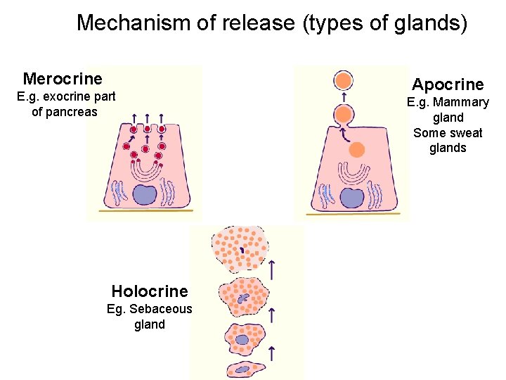 Mechanism of release (types of glands) Merocrine E. g. exocrine part of pancreas Holocrine