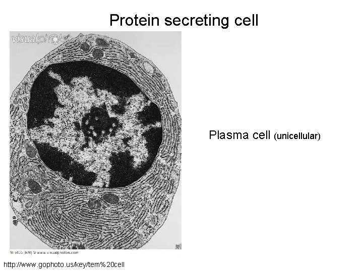 Protein secreting cell Plasma cell (unicellular) http: //www. gophoto. us/key/tem%20 cell 