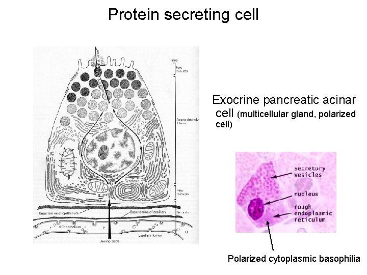 Protein secreting cell Exocrine pancreatic acinar cell (multicellular gland, polarized cell) Polarized cytoplasmic basophilia