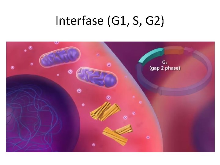 Interfase (G 1, S, G 2) 