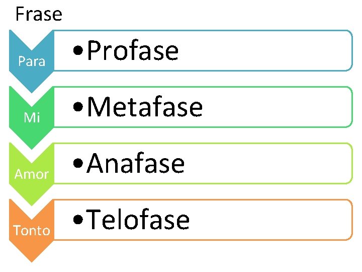 Frase Para Mi • Profase • Metafase Amor • Anafase Tonto • Telofase 