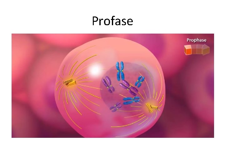 Profase 