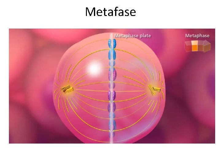 Metafase 