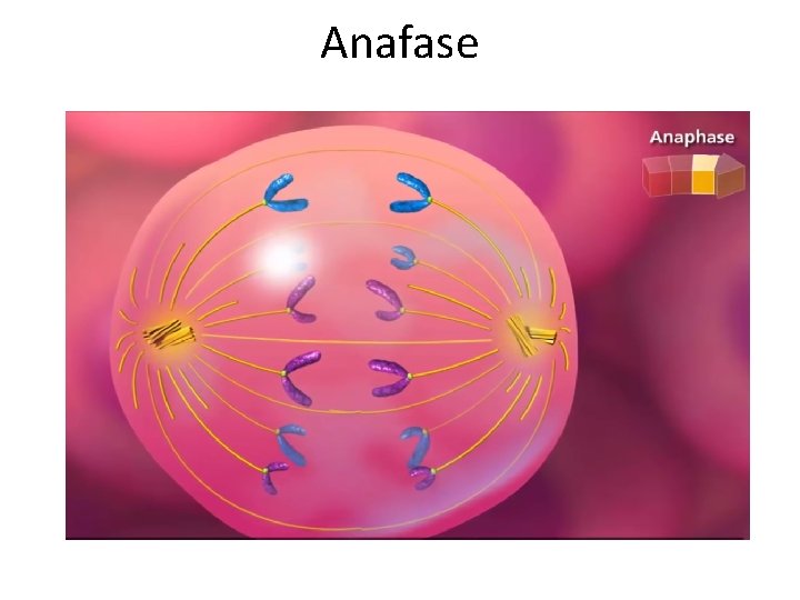 Anafase 