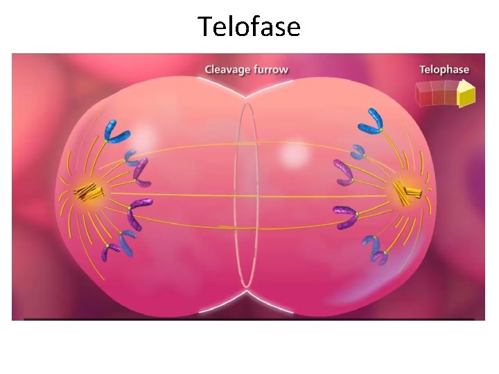 Telofase 