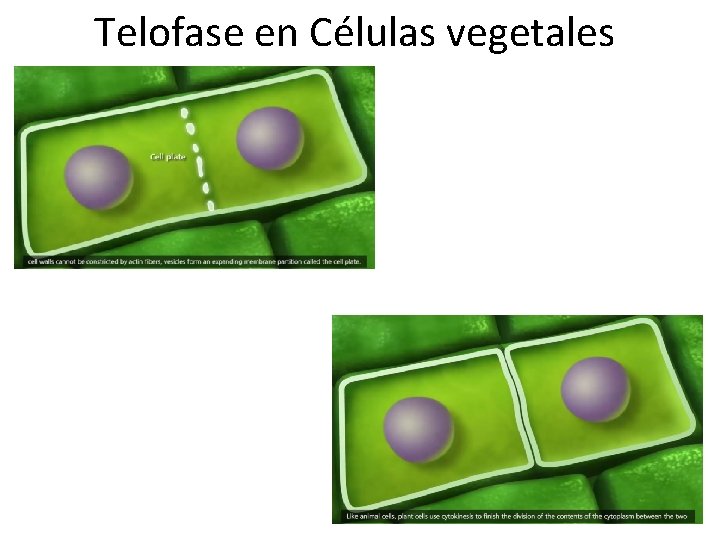 Telofase en Células vegetales 