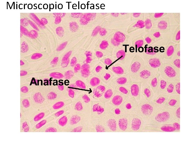 Microscopio Telofase 